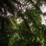 Malt Rest (Otway Park) - Rainforest walk